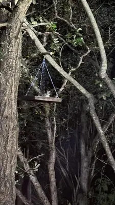 a swing hanging from a tree at Wabisabi the wild at your doorstep in Marloth Park