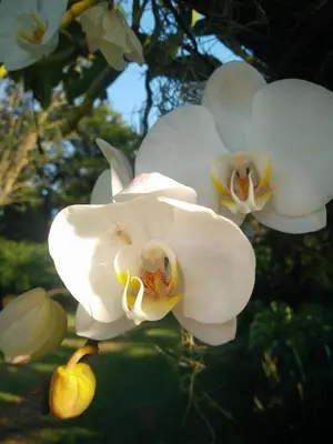 a group of white flowers on a tree at The Loft in Kiepersol