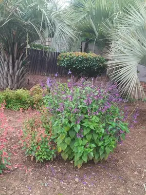 a garden with many different flowers and plants at The Adress Events Venue in Midrand