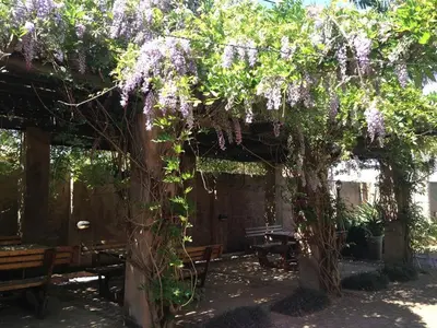 a pergola with purple wisteria growing on it at The Gateway Inn in Louis Trichardt