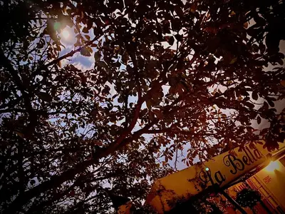 a tree with a street sign in front of it at La Bella B&B Under The Fig Tree in Bela-Bela