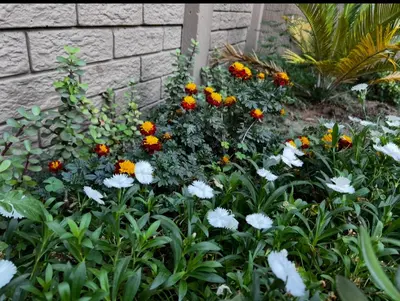 a garden with orange and white flowers and a brick wall at 50 at Terrace in Nelspruit
