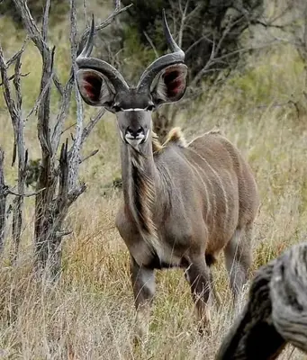 a ram with large horns walking in a field at The Gem Emerald in Graskop
