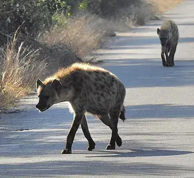 two hyenas walking down a road at The Gem Emerald in Graskop