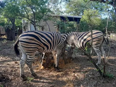 two zebras are standing next to each other at Shiringa kruger lodge in Marloth Park