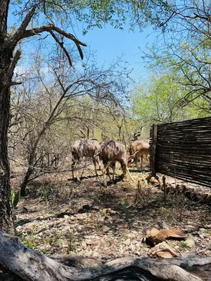 three animals walking in a field near a fence at Shiringa kruger lodge in Marloth Park