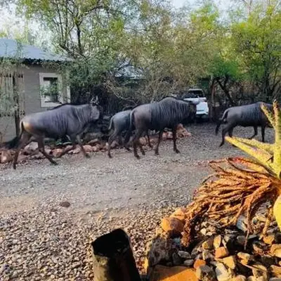 Shiringa kruger lodge