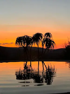 a palm tree reflection in the water at sunset at Fevertree Private Lodge in Warmbaths