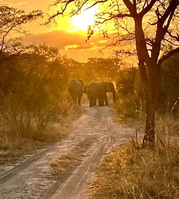 two elephants walking down a dirt road at sunset at Fevertree Private Lodge in Warmbaths