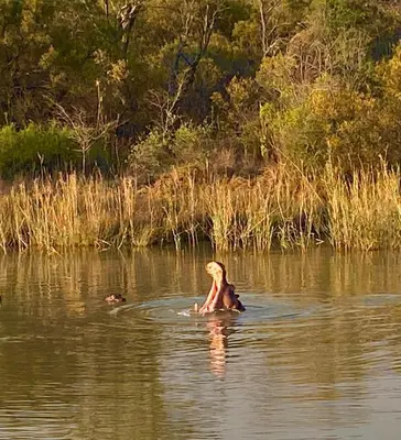 a woman swimming in the water with a dog at Fevertree Private Lodge in Warmbaths