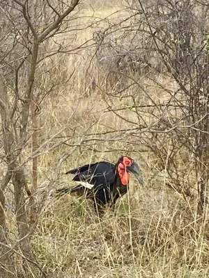 a turkey standing in the grass in a field at Fevertree Private Lodge in Warmbaths