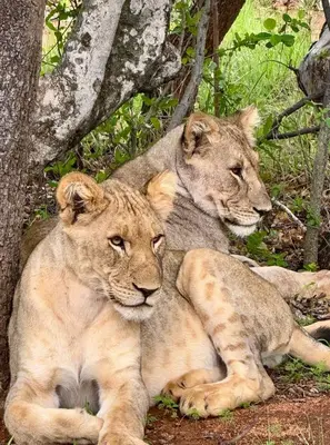 two lions laying on the ground next to a tree at Fevertree Private Lodge in Warmbaths