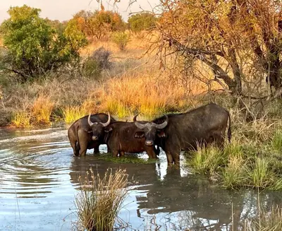 three animals standing in the water in a river at Fevertree Private Lodge in Warmbaths