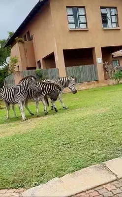 a group of zebras walking in front of a house at Elephant Villa in Nelspruit
