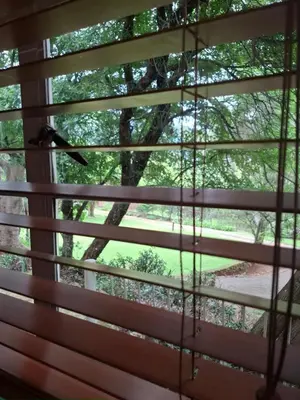 a bird is sitting on a window blind at Mountain View Cottage in Barberton