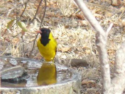 a yellow bird sitting in a bird bath at Tjhora Sunset Cottage in Cambridge