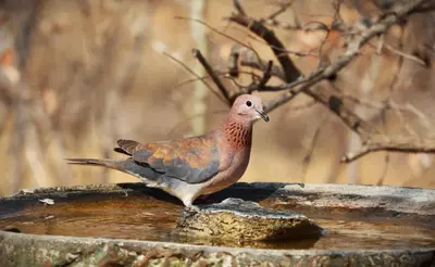 a bird standing on top of a bird bath at Tjhora Sunset Cottage in Cambridge