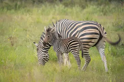a baby zebra standing next to an adult zebra at Tshwene Lodge in Welgevonden Game Reserve