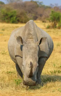 a rhino standing in a field eating grass at Tshwene Lodge in Welgevonden Game Reserve