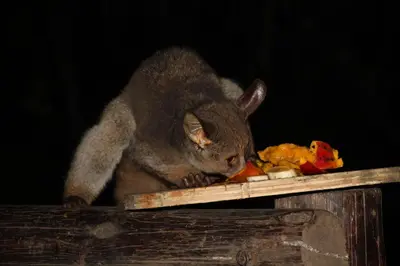a small animal eating food on a piece of wood at Rafikis Safari at Kruger in Marloth Park