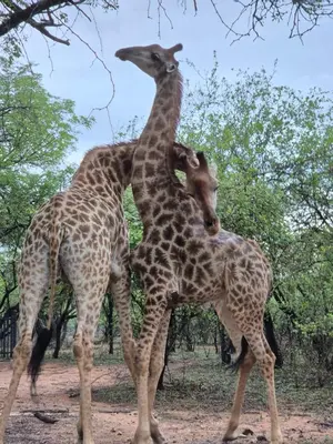 two giraffes are standing next to each other at Rafikis Safari at Kruger in Marloth Park