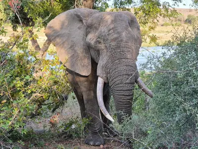 an elephant with tusks standing in the grass at Rafikis Safari at Kruger in Marloth Park