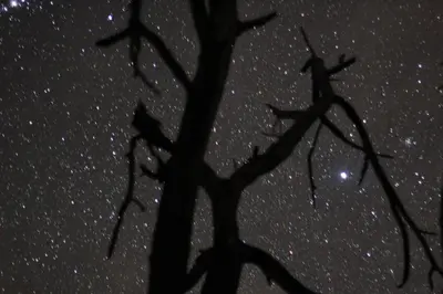 a silhouette of a tree against a starry sky at Rafikis Safari at Kruger in Marloth Park