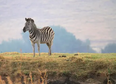 a zebra standing in a field of grass at Kwaggaskop Game Farm - near Dullstroom in Belfast