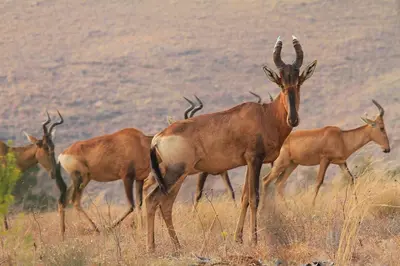 a group of antelopes standing in a field at Kwaggaskop Game Farm - near Dullstroom in Belfast