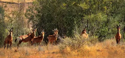 a group of giraffes standing in a field at Kwaggaskop Game Farm - near Dullstroom in Belfast