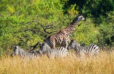 a giraffe and a group of zebras in a field at Elephant Villa Private Room in Nelspruit