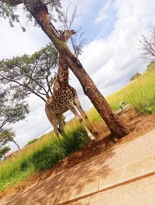 a giraffe standing next to a tree at Elephant Villa Private Room in Nelspruit
