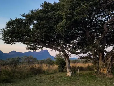a tree in a field with mountains in the background at Honeyguide Ranger Camp in Golders Green