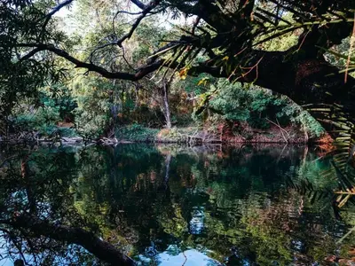 a bridge over a river in a forest at Meulensrus in Hoedspruit