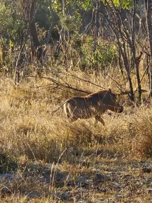 a wild animal walking through the tall grass at Kulanka Lodge in Roodeplaat
