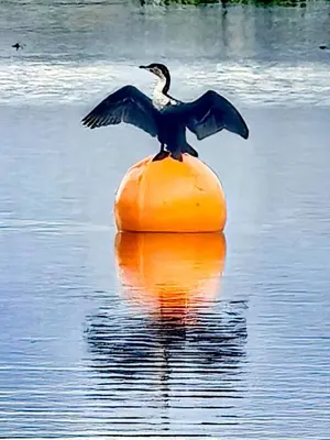 a bird standing on a ball in the water at THE GALLARY INN, Kosmos, Hartbeespoort in Hartbeespoort