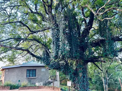 a large tree in front of a house at The Windmill Country Retreat in Hazyview