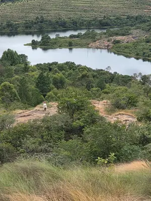 an animal standing on a field next to a river at Kruger Island Resort in White River