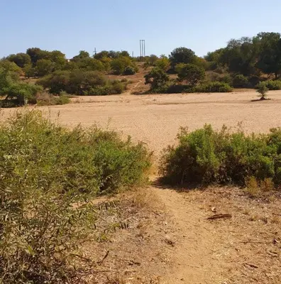 a dirt road in the middle of a field at Sunset Game Farm in Mopane