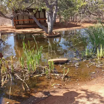 a pond with a tree in the middle of it at Sunset Game Farm in Mopane