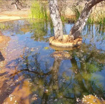 a reflection of a tree in a body of water at Sunset Game Farm in Mopane