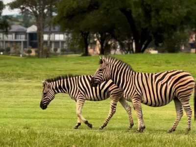 two zebras walking in a field of grass at Koro Lodge in Modimolle
