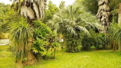 a group of palm trees in a field of grass at Nomads Rest in Sterkspruit