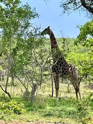 a giraffe eating leaves from a tree in a field at Am lodge in Luphisi