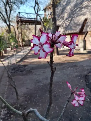 a plant with pink and white flowers in a yard at Ratel Retreat in Marloth Park