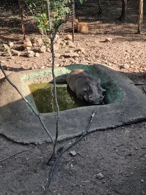 a pig laying in a pool of water at Ratel Retreat in Marloth Park