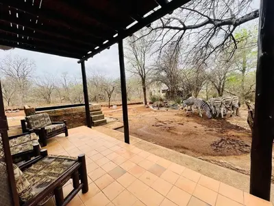 a group of zebras are standing in a field at Akunandaba - A Bush Retreat in Marloth Park