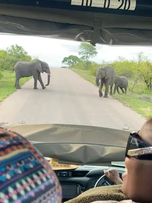 a group of elephants crossing a road in a car at Woodpecker's Guest House in Hazyview