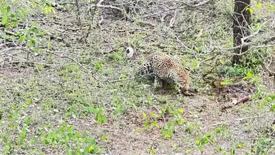 a jaguar walking in the grass in a field at Woodpecker's Guest House in Hazyview