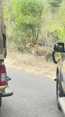 a leopard standing on the side of a road next to a car at Woodpecker's Guest House in Hazyview